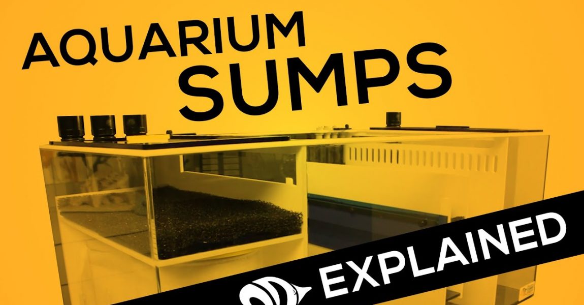 Aquarium Sumps EXPLAINED: Your Hub for Water Filtration and Automation Hardware