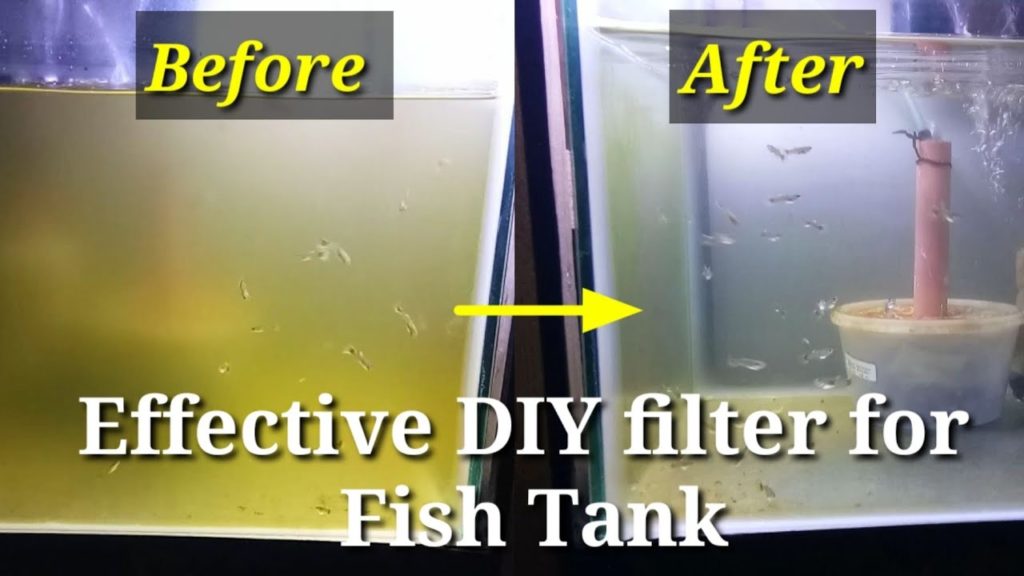 Best DIY filter for Fish Tank 2020 using Airpump(Clears green water) with Result..