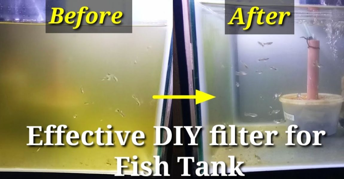 Best DIY filter for Fish Tank 2020 using Airpump(Clears green water) with Result..