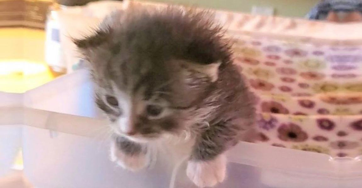 Tiny Kitten Was Trapped In Water Filtration System Is So Feisty And Adorable After Got Rescued