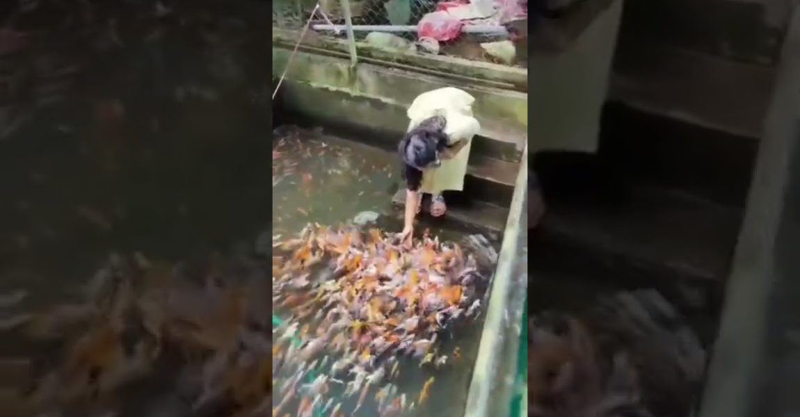 Amazing water fish #waterfall #watercolor #waterfillingmachine#waterfish#shorts#virlvideo.