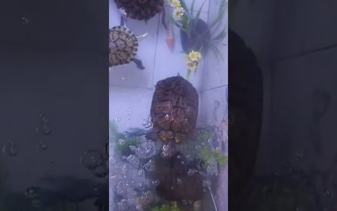 my red ear turtles and fish pond with diy water  filter ..