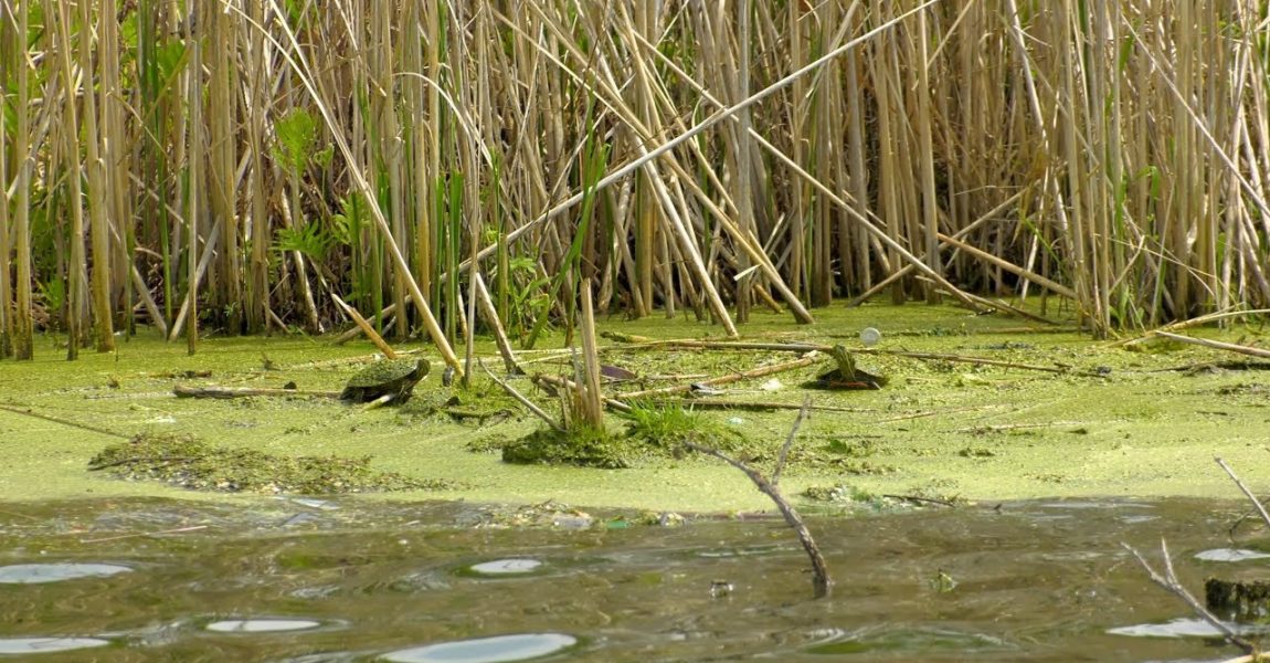 Water Filtration for Wakefield Lake