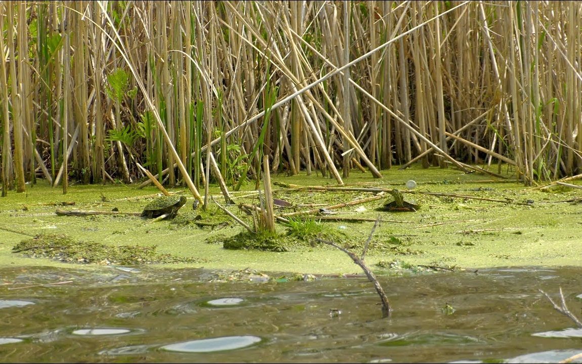 Water Filtration for Wakefield Lake