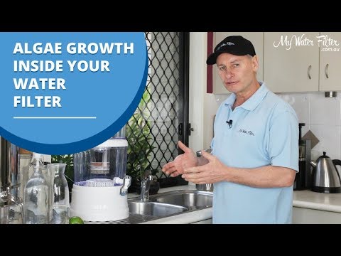 What to do if Algae Grows inside your Water Filter