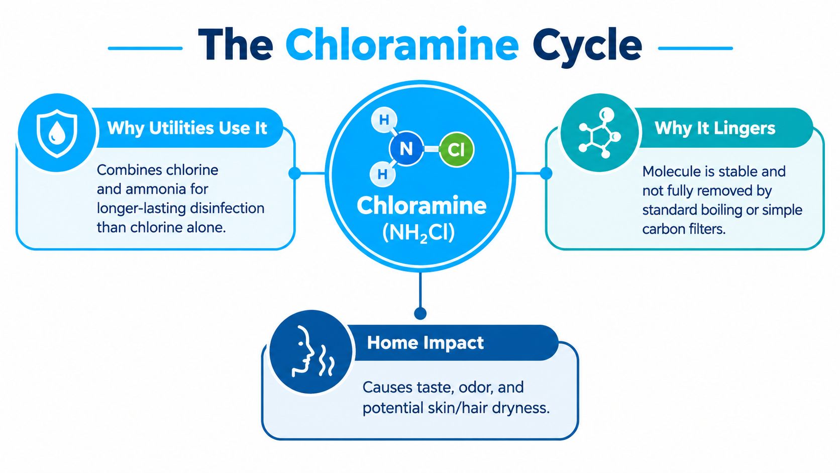 An infographic explaining the chloramine cycle, detailing why utilities use it, why it lingers, and its home impact.